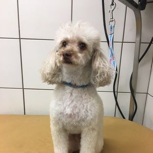 Meet your Posher, Patience